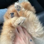 Giulia De Lellis Instagram – Al mio migliore amico per sempre, Tommaso 🧸 💔🫶🏻🐻🕊️

Buon viaggio mio amore grande!
Con il cuore rotto ti lascio andare consapevole del dono meraviglioso e prezioso che sei stato…

Non mi vengono le parole, proprio a me che non mancano mai… 
Oltre ad avermi portato via queste, mi porti via anche un pezzo di cuore