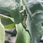 Grace VanderWaal Instagram - 🐛🦋<3🦋🐛