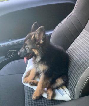 Griffin Johnson Instagram - swipe to see my baby grow up