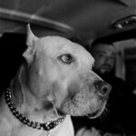 Guè Instagram - POWER OF THE DOG featuring Kendo @federico_hurth Milan, Italy