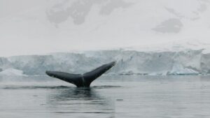 Gustaf Skarsgård Instagram - I’m convinced that nature has the ability to heal itself if only we let it. Help putting pressure on your governments to vote for a strong ocean treaty to #protecttheocean by signing the petition in my bio. Eternally grateful for this amazing journey to the Antarctic with @greenpeace 🌎💚