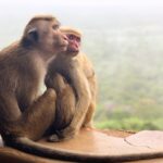 Gustaf Skarsgård Instagram - Happy ❤️day!! 🐒🐒