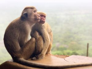 Gustaf Skarsgård Instagram - Happy ❤️day!! 🐒🐒