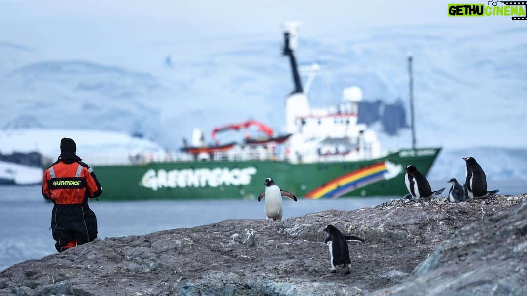 Gustaf Skarsgård - 31.2K Likes - Thank you @greenpeace for an unforgettable journey. So inspired by the nature and wildlife in the Antarctic and all the brilliant people onboard the Arctic Sunrise. Eager to learn more on how we can help protect this 🌎. We only have one. Photo cred: @nacimguellati