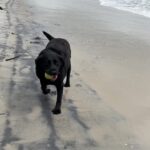 Gustavo Marsengo Instagram - Matando as saudades dos filhotes e da praia ❤️🐶 Itapoa