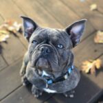 Guy Fieri Instagram - HAPPY BIRTHDAY to my wing man, Smokey’s co conspirator, The hiking machine, Sir snores a lot, Protector of the castle, Tv star, Pig Pig, $$$ CASH $$$ Happy 3rd Birthday
