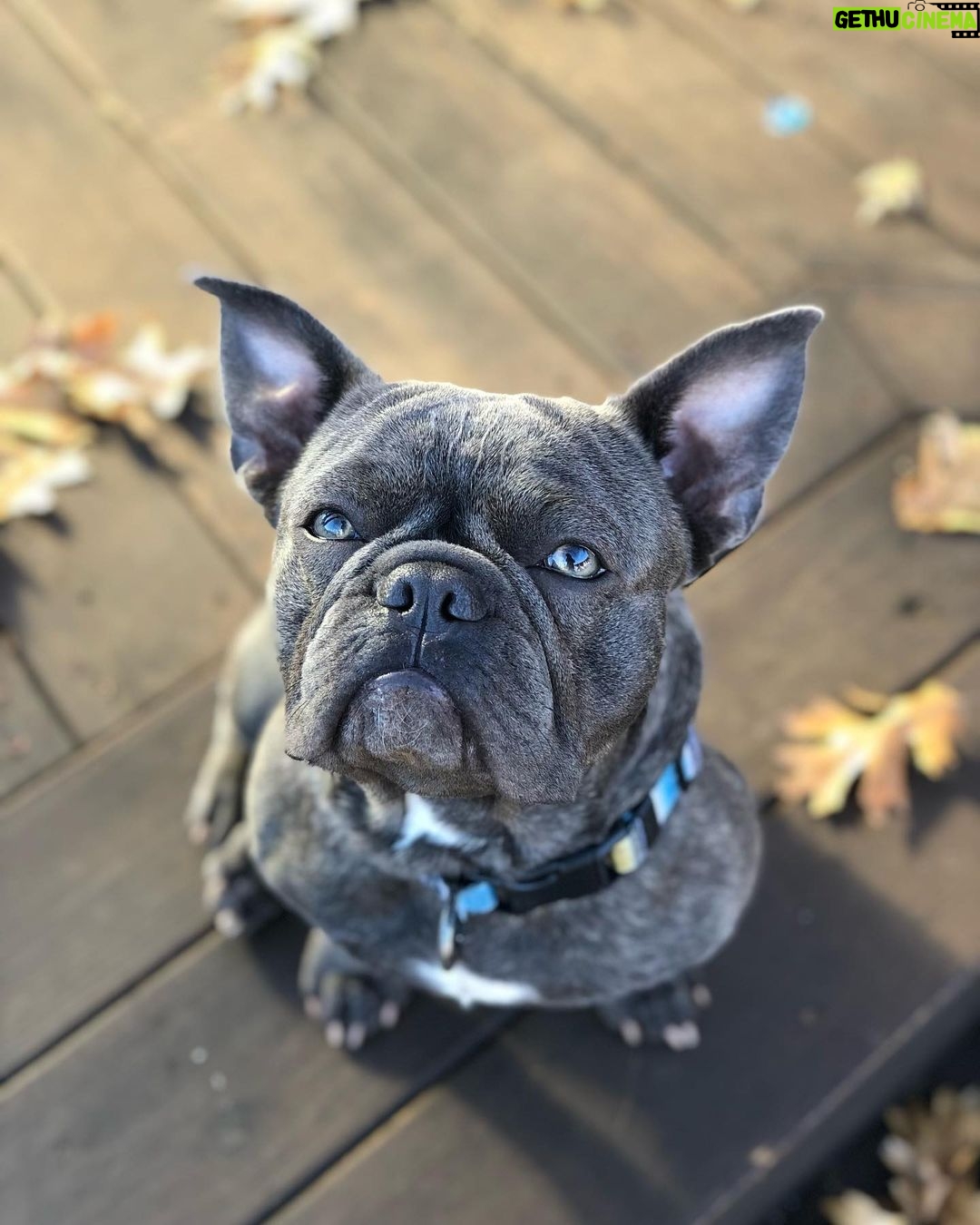 Guy Fieri - 29.5K Likes - HAPPY BIRTHDAY to
my wing man,
Smokey’s co conspirator,
The hiking machine,
Sir snores a lot,
Protector of the castle,
Tv star,
Pig Pig,
$$$ CASH $$$
Happy 3rd Birthday
