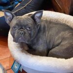 Guy Fieri Instagram - HAPPY BIRTHDAY to my wing man, Smokey’s co conspirator, The hiking machine, Sir snores a lot, Protector of the castle, Tv star, Pig Pig, $$$ CASH $$$ Happy 3rd Birthday