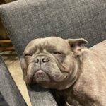 Guy Fieri Instagram - HAPPY BIRTHDAY to my wing man, Smokey’s co conspirator, The hiking machine, Sir snores a lot, Protector of the castle, Tv star, Pig Pig, $$$ CASH $$$ Happy 3rd Birthday