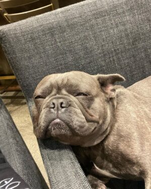 Guy Fieri Instagram - HAPPY BIRTHDAY to 
my wing man,
Smokey’s co conspirator,
The hiking machine,
Sir snores a lot,
Protector of the castle,
Tv star,
Pig Pig,
 
$$$ CASH $$$

Happy 3rd Birthday