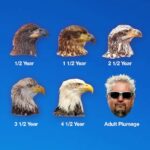 Guy Fieri Instagram - 🦅 Happy birthday America! 🇺🇸😂 July 4th FLASH SALE - Grab 20% OFF any order w/code: JULY4 today only #4thOfJuly Flavortown, USA