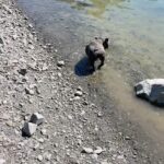 Guy Fieri Instagram - Cash the lake dog!!