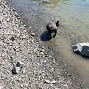 Guy Fieri Instagram - Cash the lake dog!!