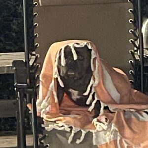 Guy Fieri Instagram - Cash the lake dog!!