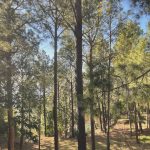 Hania Aamir Instagram - see my mind is kinda hazy, tu katti dor, hai launda crazy gumrah hun, teri ankhoon ka khumar 💛 Murree Hills