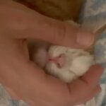 Hanie Tavassoli Instagram - این پسر قشنگ ما رو که دیده بودید؟ داستان پیدا شدن و قطع شدن پای راستش هم تو صفحه هدای عزیز بود و هفته پیش استوری کردم. جراحیش به خوبی انجام شد و الان دیگه یه بچه‌گربه عادیه که کاملنم سالم و سلامته و با وجود قطع شدن پاش ذره‌ای از شیطنت و بازیگوشیش کم نشده و خیلی هم بامزه می‌دوه و از دیوار راست بالا می‌ره😍 اما پسر ما هنوز خانواده دائمی خودش رو پیدا نکرده و امیدواریم این پست بتونه راهی بشه برای این‌که دستش رو بگذاریم تو دست خانواده‌ش❤️ همه‌ی کارهای شخصیش رو خودش انجام می‌ده و البته با این قد یک وجبیش خیلی هم فهمیده و مهربونه! مودب و حرف‌گوش‌کن و بی‌نهایت هم باهوشه. عاشق بازی با کاغذهای خش‌خشیه و دوست داره خاکش همیشه تمیز باشه. این پسر کوچیک خیلی تو زندگی کوتاهش درد و سختی تحمل کرده و تازه اوضاعش روبراه شده. امیدواریم که به زودی خونه همیشگی خودش رو پیدا کنه و دردهاش فراموشش بشه. اگر دوست دارید سرپرست پسر کوچیک ما بشید به هدا مسج بدید و شرایطتون رو بگید، شاید این گربه فوق‌العاده بشه پسر شما 🐈❤️ @sensei.akagami