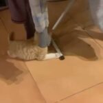 Hanie Tavassoli Instagram - این پسر قشنگ ما رو که دیده بودید؟ داستان پیدا شدن و قطع شدن پای راستش هم تو صفحه هدای عزیز بود و هفته پیش استوری کردم. جراحیش به خوبی انجام شد و الان دیگه یه بچه‌گربه عادیه که کاملنم سالم و سلامته و با وجود قطع شدن پاش ذره‌ای از شیطنت و بازیگوشیش کم نشده و خیلی هم بامزه می‌دوه و از دیوار راست بالا می‌ره😍 اما پسر ما هنوز خانواده دائمی خودش رو پیدا نکرده و امیدواریم این پست بتونه راهی بشه برای این‌که دستش رو بگذاریم تو دست خانواده‌ش❤️ همه‌ی کارهای شخصیش رو خودش انجام می‌ده و البته با این قد یک وجبیش خیلی هم فهمیده و مهربونه! مودب و حرف‌گوش‌کن و بی‌نهایت هم باهوشه. عاشق بازی با کاغذهای خش‌خشیه و دوست داره خاکش همیشه تمیز باشه. این پسر کوچیک خیلی تو زندگی کوتاهش درد و سختی تحمل کرده و تازه اوضاعش روبراه شده. امیدواریم که به زودی خونه همیشگی خودش رو پیدا کنه و دردهاش فراموشش بشه. اگر دوست دارید سرپرست پسر کوچیک ما بشید به هدا مسج بدید و شرایطتون رو بگید، شاید این گربه فوق‌العاده بشه پسر شما 🐈❤️ @sensei.akagami