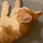 Hanie Tavassoli Instagram - این پسر قشنگ ما رو که دیده بودید؟ داستان پیدا شدن و قطع شدن پای راستش هم تو صفحه هدای عزیز بود و هفته پیش استوری کردم. جراحیش به خوبی انجام شد و الان دیگه یه بچه‌گربه عادیه که کاملنم سالم و سلامته و با وجود قطع شدن پاش ذره‌ای از شیطنت و بازیگوشیش کم نشده و خیلی هم بامزه می‌دوه و از دیوار راست بالا می‌ره😍 اما پسر ما هنوز خانواده دائمی خودش رو پیدا نکرده و امیدواریم این پست بتونه راهی بشه برای این‌که دستش رو بگذاریم تو دست خانواده‌ش❤️ همه‌ی کارهای شخصیش رو خودش انجام می‌ده و البته با این قد یک وجبیش خیلی هم فهمیده و مهربونه! مودب و حرف‌گوش‌کن و بی‌نهایت هم باهوشه. عاشق بازی با کاغذهای خش‌خشیه و دوست داره خاکش همیشه تمیز باشه. این پسر کوچیک خیلی تو زندگی کوتاهش درد و سختی تحمل کرده و تازه اوضاعش روبراه شده. امیدواریم که به زودی خونه همیشگی خودش رو پیدا کنه و دردهاش فراموشش بشه. اگر دوست دارید سرپرست پسر کوچیک ما بشید به هدا مسج بدید و شرایطتون رو بگید، شاید این گربه فوق‌العاده بشه پسر شما 🐈❤️ @sensei.akagami
