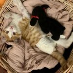 Hanie Tavassoli Instagram - این پسر قشنگ ما رو که دیده بودید؟ داستان پیدا شدن و قطع شدن پای راستش هم تو صفحه هدای عزیز بود و هفته پیش استوری کردم. جراحیش به خوبی انجام شد و الان دیگه یه بچه‌گربه عادیه که کاملنم سالم و سلامته و با وجود قطع شدن پاش ذره‌ای از شیطنت و بازیگوشیش کم نشده و خیلی هم بامزه می‌دوه و از دیوار راست بالا می‌ره😍 اما پسر ما هنوز خانواده دائمی خودش رو پیدا نکرده و امیدواریم این پست بتونه راهی بشه برای این‌که دستش رو بگذاریم تو دست خانواده‌ش❤️ همه‌ی کارهای شخصیش رو خودش انجام می‌ده و البته با این قد یک وجبیش خیلی هم فهمیده و مهربونه! مودب و حرف‌گوش‌کن و بی‌نهایت هم باهوشه. عاشق بازی با کاغذهای خش‌خشیه و دوست داره خاکش همیشه تمیز باشه. این پسر کوچیک خیلی تو زندگی کوتاهش درد و سختی تحمل کرده و تازه اوضاعش روبراه شده. امیدواریم که به زودی خونه همیشگی خودش رو پیدا کنه و دردهاش فراموشش بشه. اگر دوست دارید سرپرست پسر کوچیک ما بشید به هدا مسج بدید و شرایطتون رو بگید، شاید این گربه فوق‌العاده بشه پسر شما 🐈❤️ @sensei.akagami