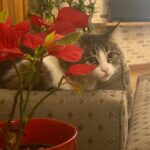 Hanie Tavassoli Instagram - ❤️😻😻🍀🌸