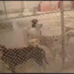 Hanie Tavassoli Instagram - لطفا برای نجات جان 3000سگ بی پناه در مرکز کهریزک، در این کارزار شرکت کنید. در این سرما، سگ های کهریزک گرسنه و بیمار در این مرکز زندانی هستند. شاید با امضاهای شما، صدای آنها به گوش مسئولان برسد. ما هم پیگیریم و از شما قوت می گیریم.🙏🙏🙏🙏 https://www.karzar.net/20831 #نجات_سگهای_کهریزک