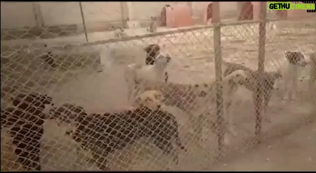 Hanie Tavassoli Instagram - لطفا برای نجات جان 3000سگ بی پناه در مرکز کهریزک، در این کارزار شرکت کنید. در این سرما، سگ های کهریزک گرسنه و بیمار در این مرکز زندانی هستند. شاید با امضاهای شما، صدای آنها به گوش مسئولان برسد. ما هم پیگیریم و از شما قوت می گیریم.🙏🙏🙏🙏 https://www.karzar.net/20831 #نجات_سگهای_کهریزک