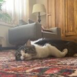 Hanie Tavassoli Instagram - چرا اینجوری خوابیده؟😻
