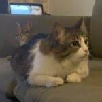 Hanie Tavassoli Instagram - می خوام سریال ببینم.میان زل می زنن به من.هوش و حواس من می پره😇شماها از جذاب ترین سریال ها هم جذاب ترین آخه❤️❤️