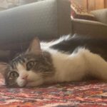 Hanie Tavassoli Instagram - چرا اینجوری خوابیده؟😻