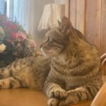 Hanie Tavassoli Instagram - ❤️❤️ #internationalcatday #internationalcatday🐱 عکس اول:پسر.بسیار آقا و جنتلمن 😇 عکس دوم:باربد.لوس و دلربا😇