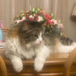 Hanie Tavassoli Instagram - ❤️❤️ #internationalcatday #internationalcatday🐱 عکس اول:پسر.بسیار آقا و جنتلمن 😇 عکس دوم:باربد.لوس و دلربا😇