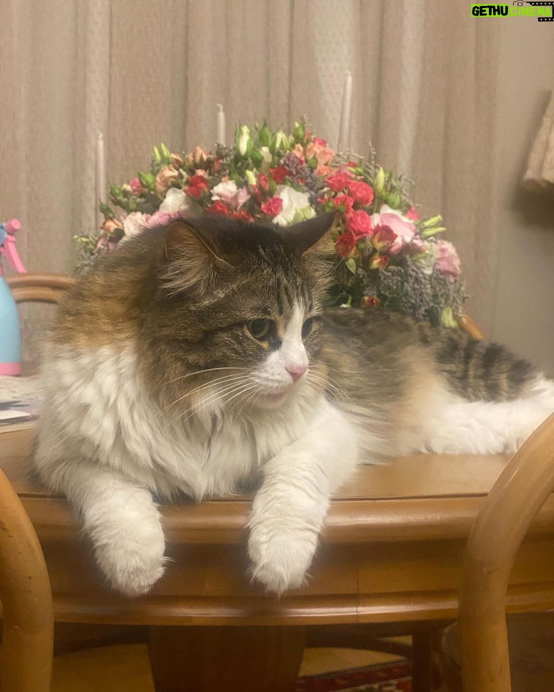 Hanie Tavassoli Instagram - ❤️❤️ #internationalcatday #internationalcatday🐱 عکس اول:پسر.بسیار آقا و جنتلمن 😇 عکس دوم:باربد.لوس و دلربا😇
