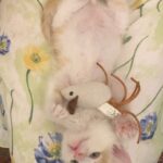 Hanie Tavassoli Instagram - رفتم خونه ی جدید. موشم هم بردم😇 خدا به همراهت فسقل کوچولوی قشنگم.دلمون برات تنگ می شه خیلی.بدجوری دل ما رو بردی😍 نمک خالص❤️