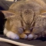 Hanis Zalikha Instagram – Tidur sopan sejak 2015