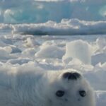 Hans Zimmer Instagram - This harp seal pup is one of animals inhabiting our fragile frozen worlds who is seen in #FrozenPlanet2. The curious pup learns how to swim in his first few days ashore, but soon he’ll have to face these freezing temperatures alone, all while a rising climate makes it even more dangerous for him to survive. Frozen Planet II is airing on @BBCEarth across the UK and Asia. ❄️ Go to the link in bio to find out where to watch.