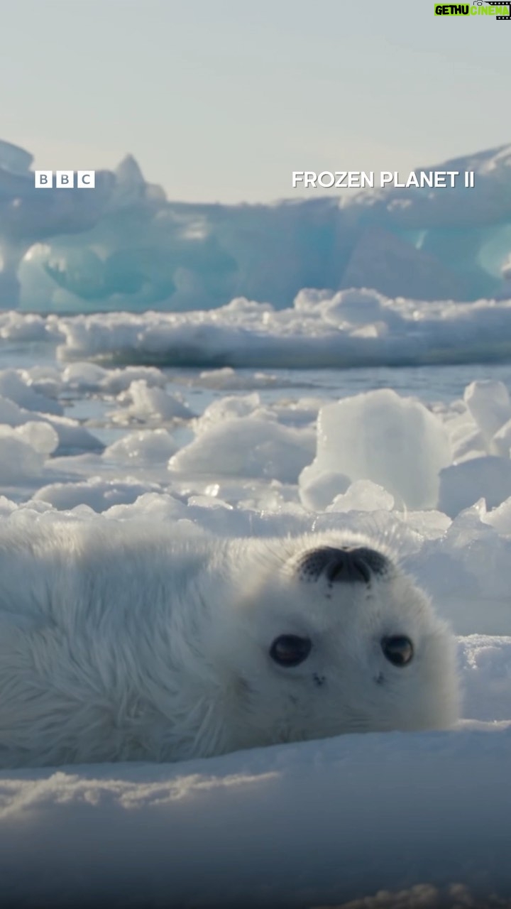 Hans Zimmer Instagram - This harp seal pup is one of animals inhabiting our fragile frozen worlds who is seen in #FrozenPlanet2. The curious pup learns how to swim in his first few days ashore, but soon he’ll have to face these freezing temperatures alone, all while a rising climate makes it even more dangerous for him to survive. Frozen Planet II is airing on @BBCEarth across the UK and Asia. ❄️ Go to the link in bio to find out where to watch.