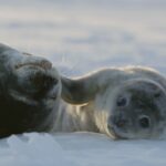 Hans Zimmer Instagram - The first trailer for #FrozenPlanet2 ❄️ and it features our new song “Take Me Back Home” with the outstanding @Camila_Cabello. The series is coming soon to @BBCEarth!