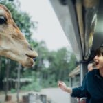 Harit Cheewagaroon Instagram - ระหว่างยีราฟ กับ ฮิปโป ซิงหรือซิง น่ารักกว่ากัน🫣🎼🦒🦛 #chiangmainightsafari #เชียงใหม่ไนท์ซาฟารี เชียงใหม่ไนท์ซาฟารี Chiang Mai Night Safari