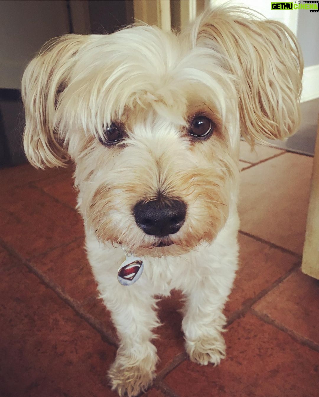 Harry Shum Jr. Instagram - ☁️ Miss you Chuckie ☁️
