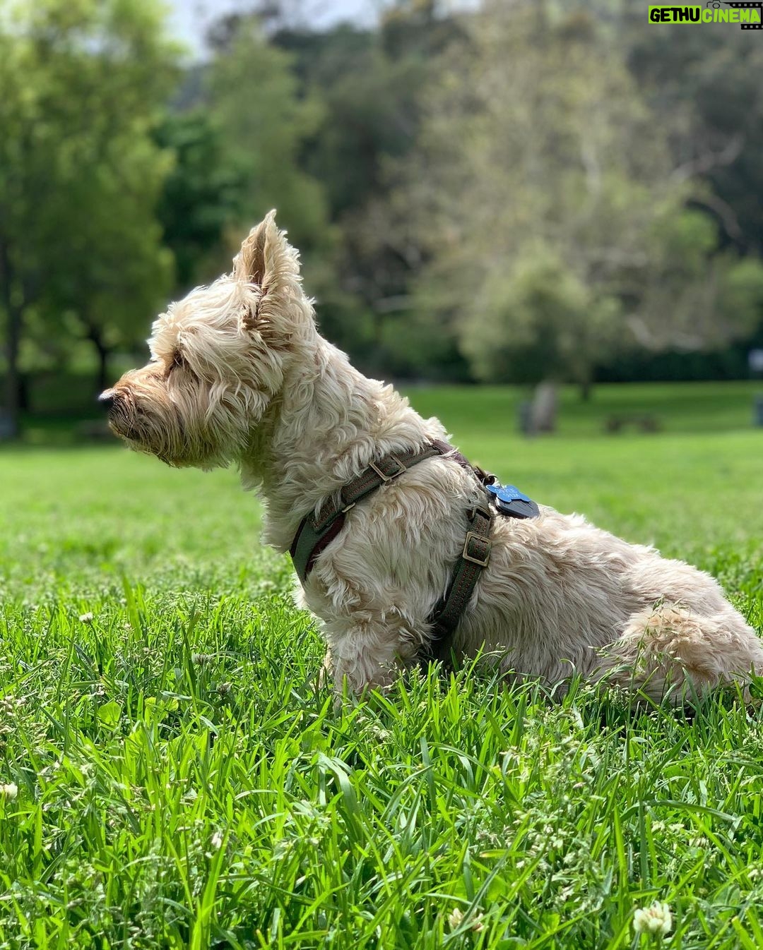 Harry Shum Jr. Instagram - ☁️ Miss you Chuckie ☁️