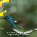 Harry Shum Jr. Instagram - Look A-Ma! I narrated a nature doc. About the coolest and most nimble birds on the planet. In one of the most gorgeous places on earth, Costa Rica! Discover the powerful effect hummingbirds have over their wild neighbors in Costa Rica. “The Hummingbird Effect” premieres TONIGHT at 8/7c on PBS. #NaturePBS #CostaRica #hummingbirds #PuraVida @pbsnature