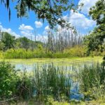 Harry Shum Jr. Instagram - Cloud storage for free. Drips of nature for the soul y’all. Brazos Bend State Park