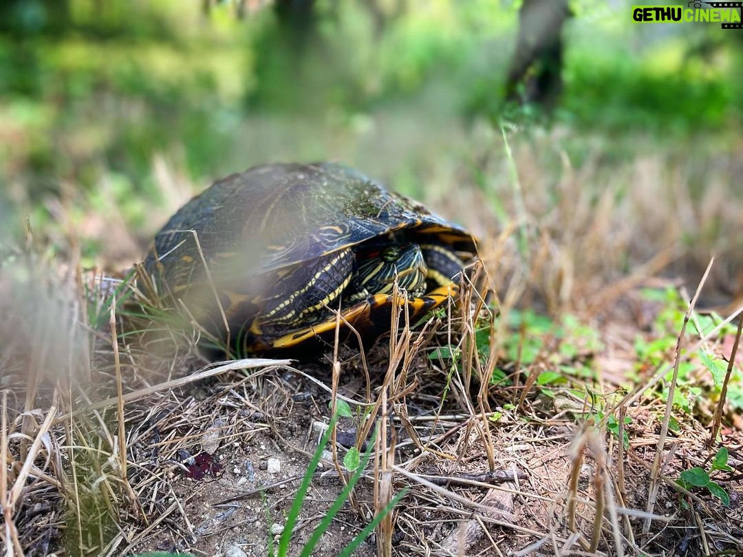 Harry Shum Jr. Instagram - Cloud storage for free. Drips of nature for the soul y’all. Brazos Bend State Park