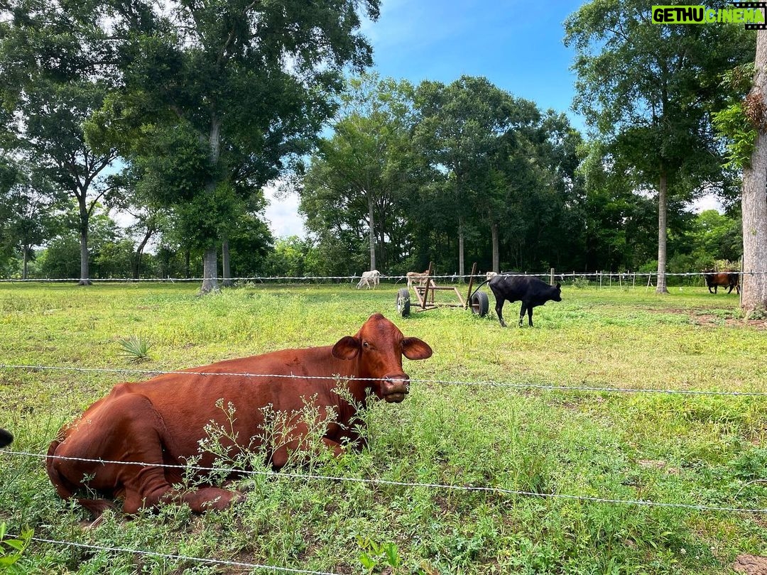 Harry Shum Jr. Instagram - Cloud storage for free. Drips of nature for the soul y’all. Brazos Bend State Park