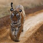 Harshvardhan Rane Instagram - Ending 2023 with #Ranthambore 🐅