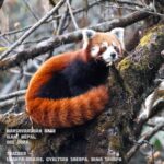 Harshvardhan Rane Instagram – It was tough,
but all good things are… :)

#RedPanda 
#redpandanetwork #Nepal #ilam #Sherpa are king
