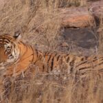 Harshvardhan Rane Instagram - #Animal Park! #Ranthambore day 3 🐅 #Ranbir #Arrowhead #Riddhi #T120 and 3 cubs.