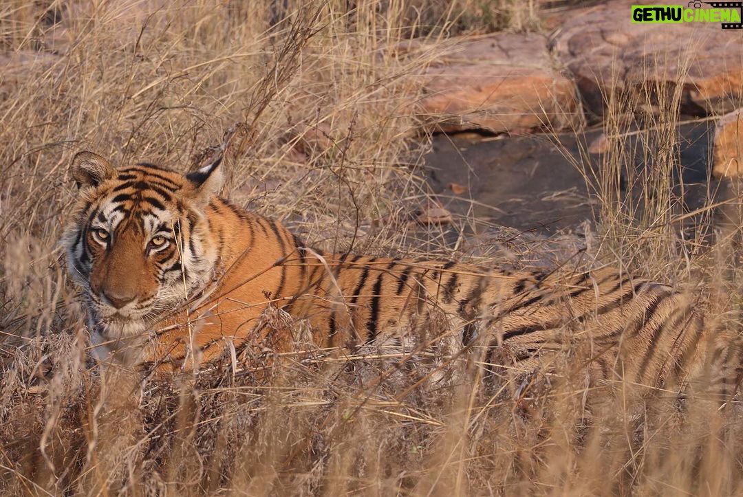 Harshvardhan Rane Instagram - #Animal Park! #Ranthambore day 3 🐅 #Ranbir #Arrowhead #Riddhi #T120 and 3 cubs.