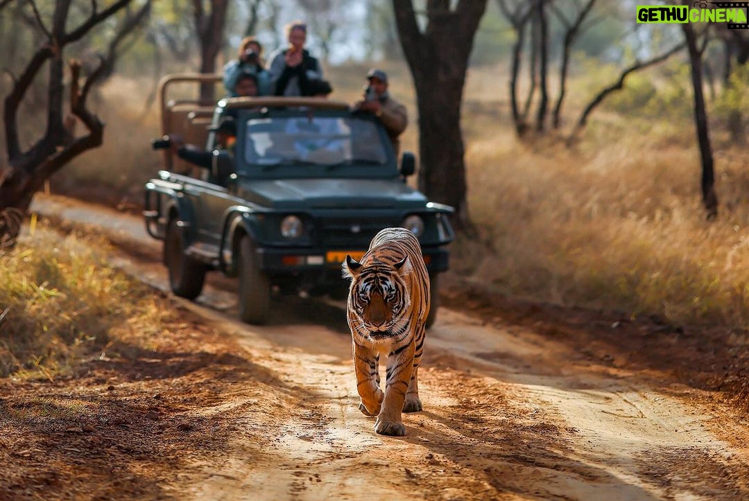 Harshvardhan Rane Instagram - #Animal Park! #Ranthambore day 3 🐅 #Ranbir #Arrowhead #Riddhi #T120 and 3 cubs.