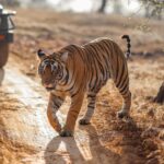 Harshvardhan Rane Instagram - Ending 2023 with #Ranthambore 🐅